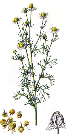 rumancek.jpg