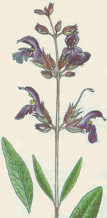 salvia_1.jpg