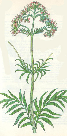 valeriana.jpg