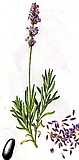 levandula.jpg