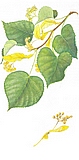 lipa.jpg